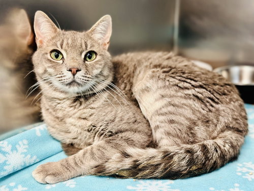 Bama, Adult Domestic Short Hair (short coat), cat for adoption in Kearny, New Jersey