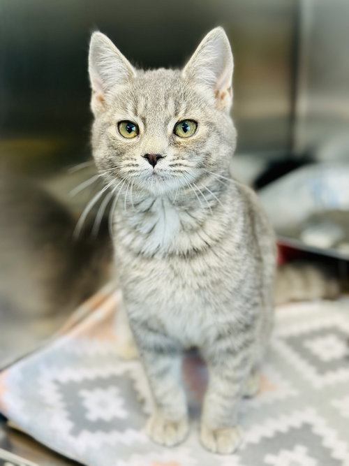 Turtle Dove, Young Domestic Short Hair (short coat), cat for adoption in Kearny, New Jersey