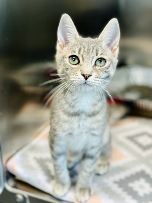 Flicker, Young Domestic Short Hair (short coat), cat for adoption in Kearny, New Jersey
