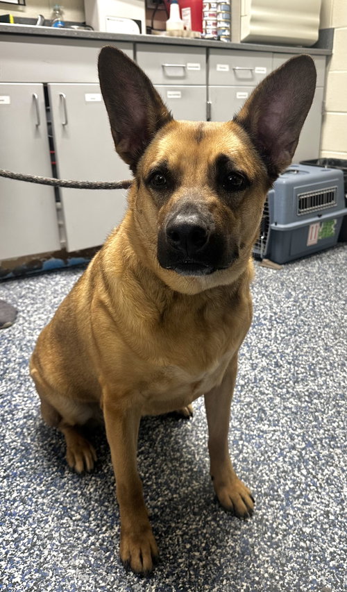 Nova, an adoptable German Shepherd Dog in Jackson , NJ