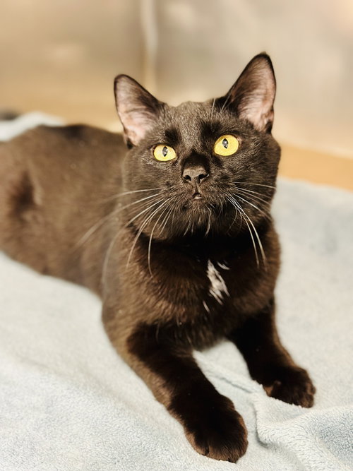 Beau, an adoptable Domestic Short Hair in Jackson , NJ