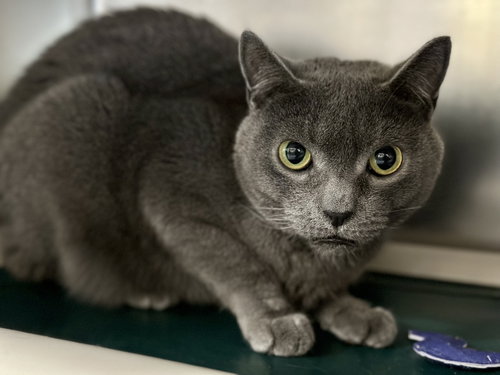 Turnip, an adoptable Domestic Short Hair in Jackson , NJ