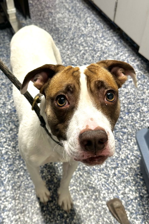 Tyson, an adoptable Hound in Jackson , NJ