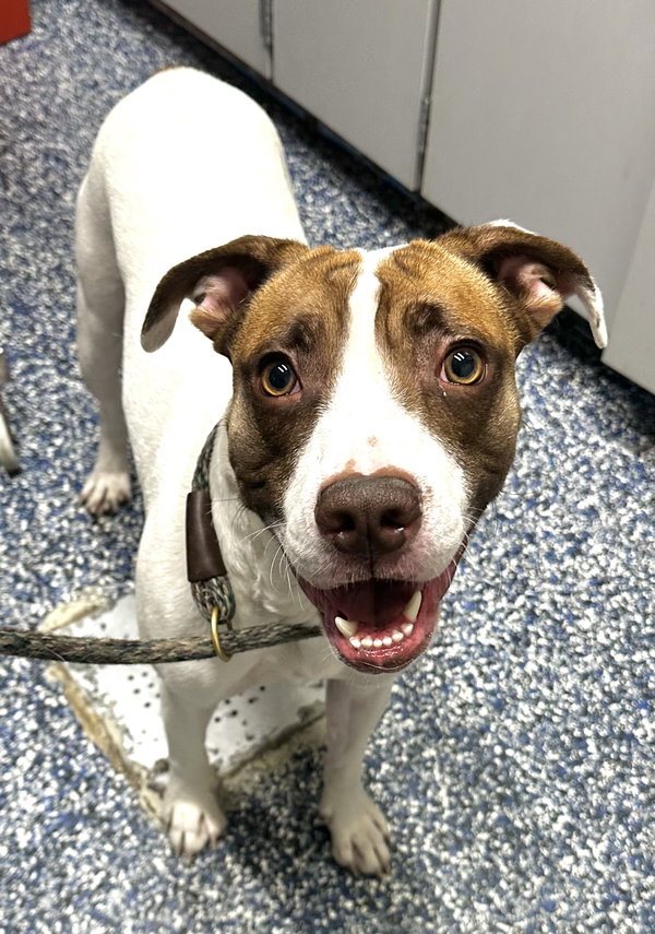 Tyson