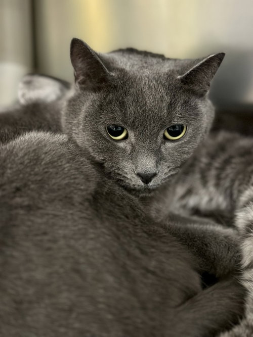 Scarlett, an adoptable Domestic Short Hair in Jackson , NJ