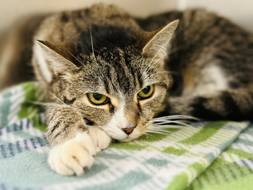 Snuggles, an adoptable Domestic Short Hair in Jackson , NJ