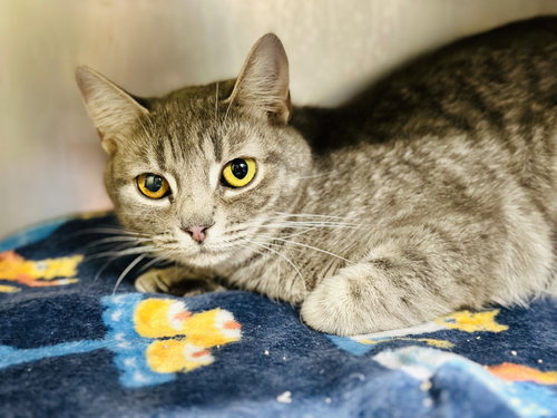 Stormy, an adoptable Domestic Short Hair in Jackson , NJ