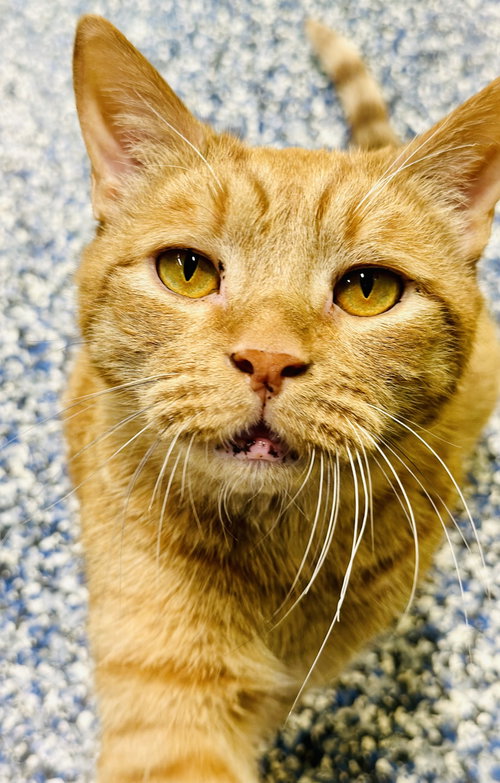 Pudgie, Adult Domestic Short Hair (short coat), cat for adoption in New Brunswick, New Jersey