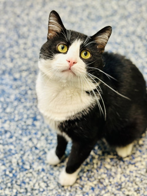 Cheeks, Adult Domestic Short Hair (short coat), cat for adoption in Jackson, New Jersey