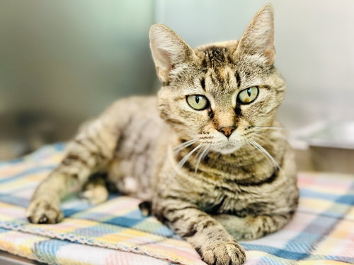 Fern, Adult Domestic Short Hair (short coat), cat for adoption in New Brunswick, New Jersey