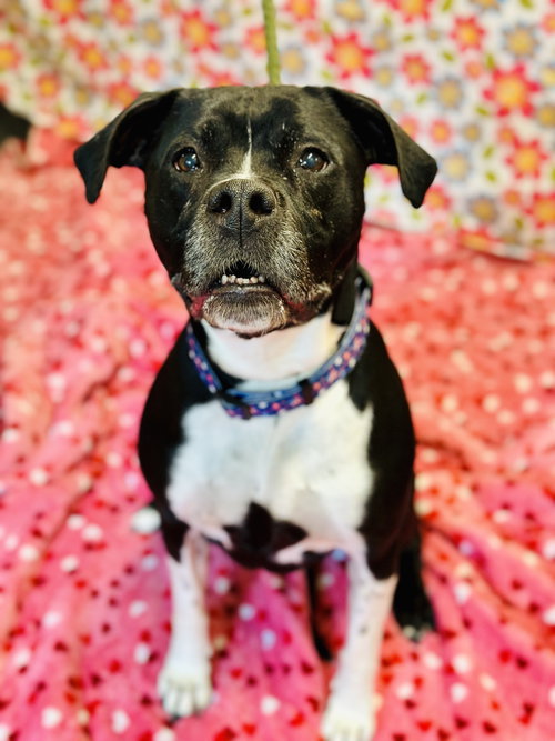 Nala