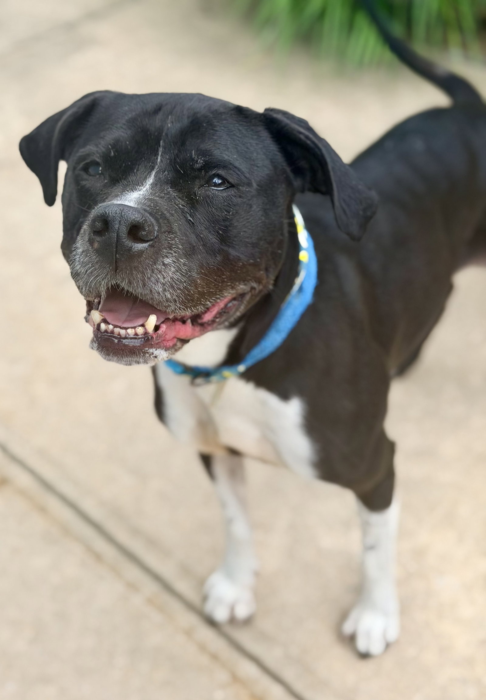 Nala, dog