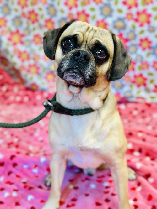 Pugsley