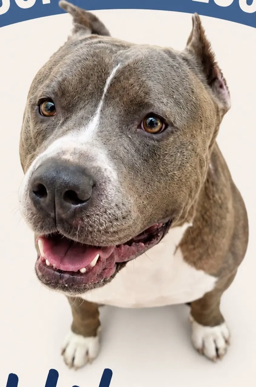 Hikaru - American Bully