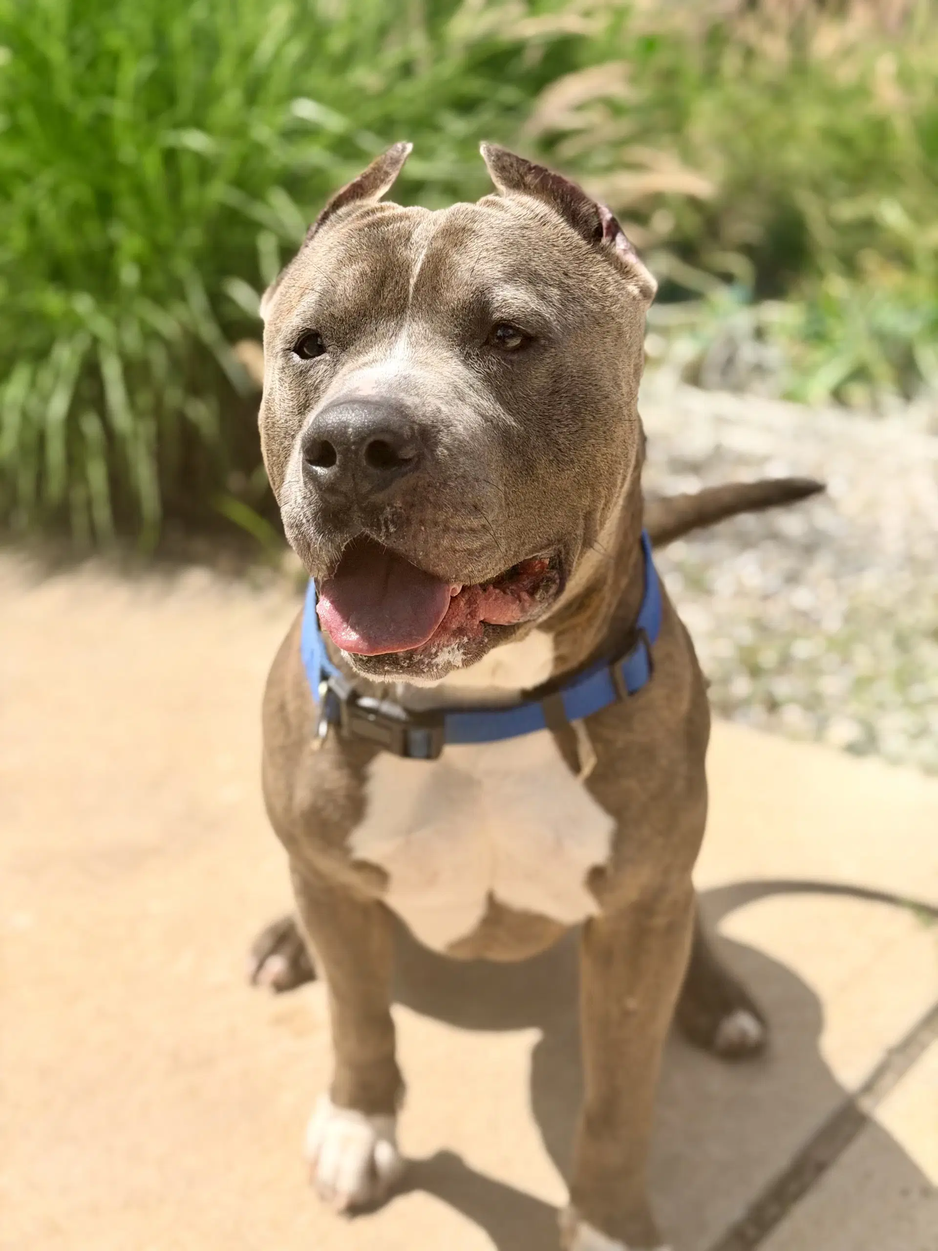 Hikaru - American Bully