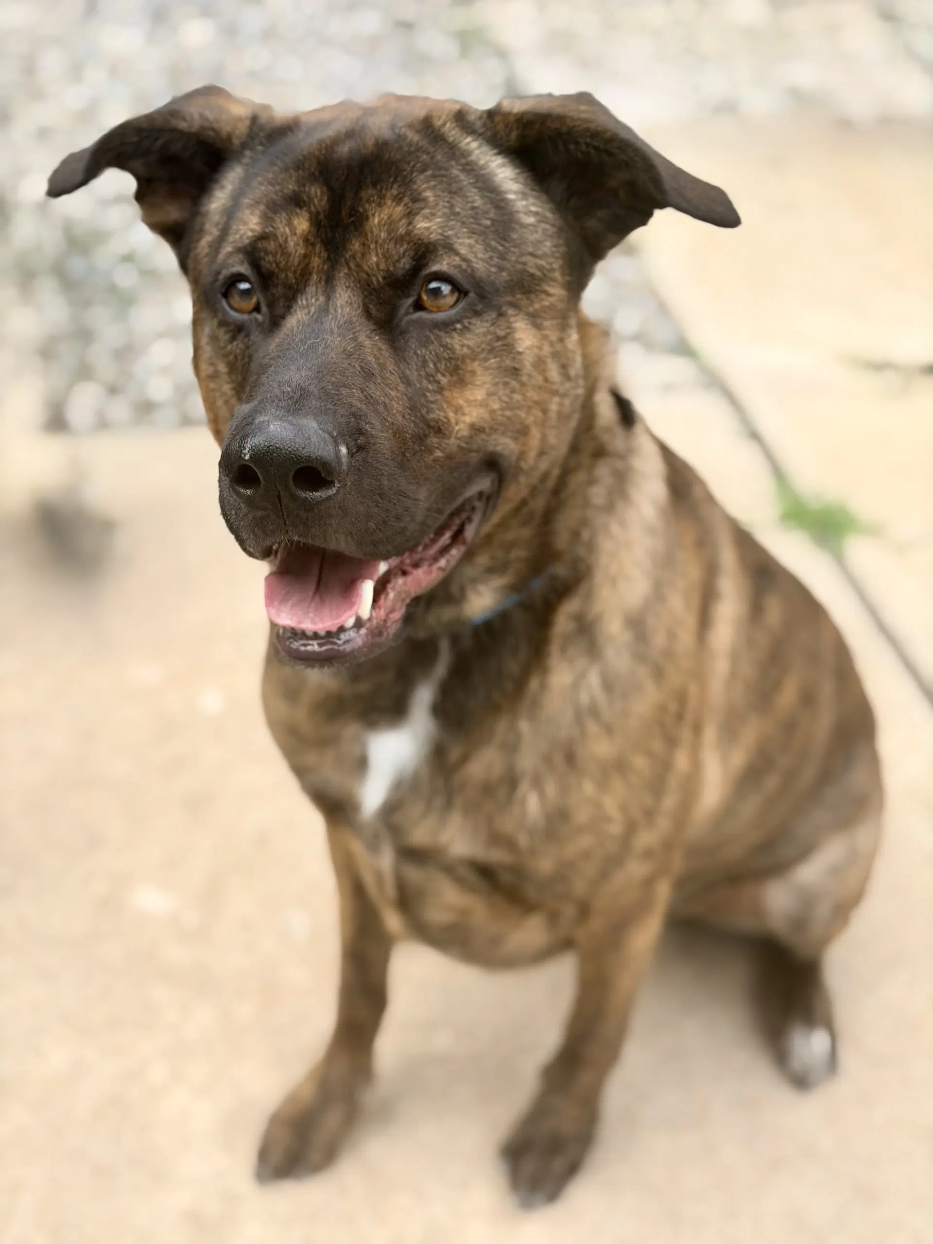 Jeffrey - Mastiff