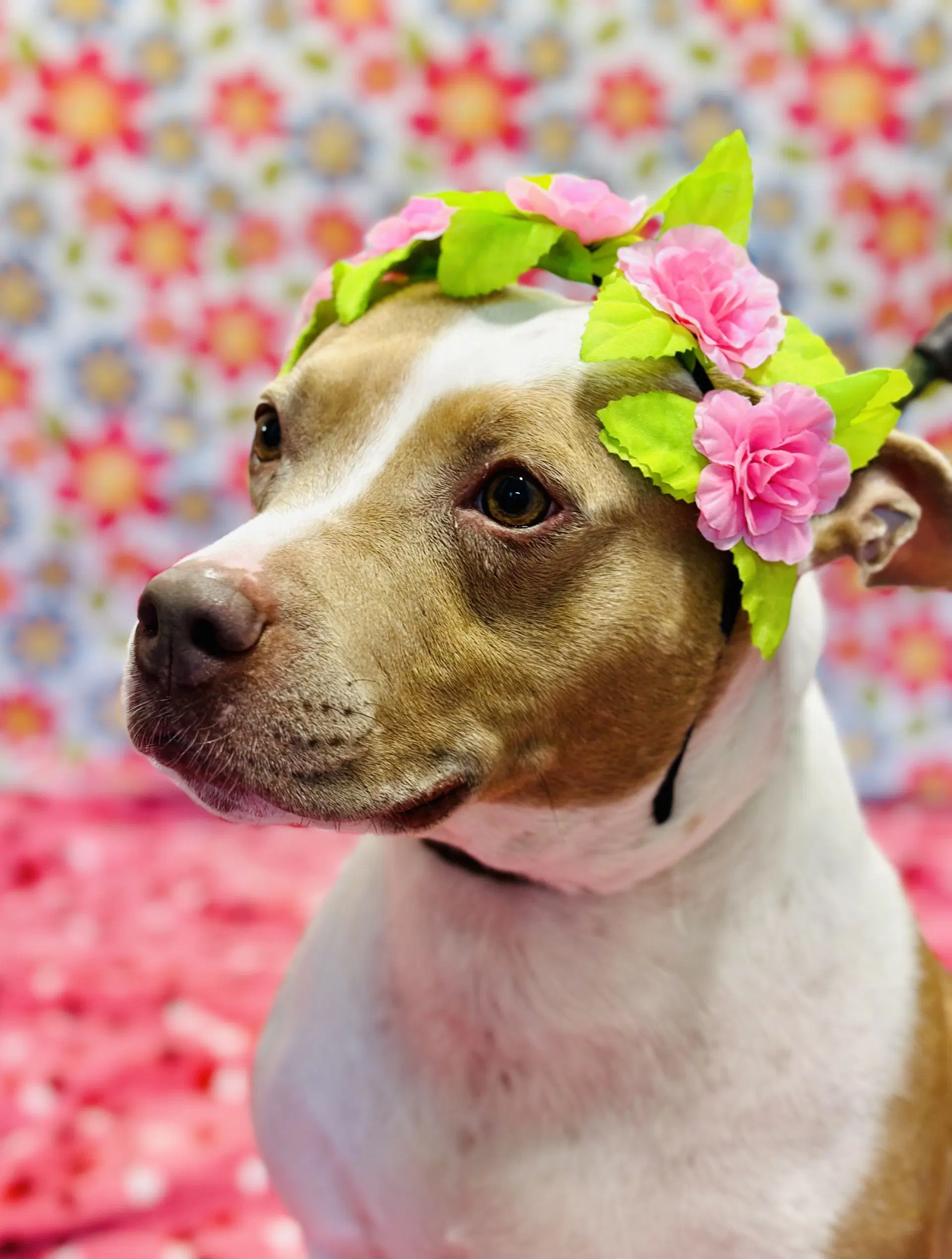 Amber - Pit Bull Terrier