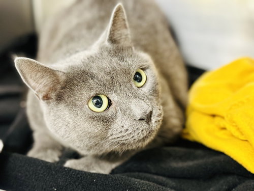 Jax