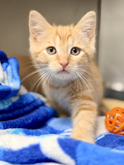 Gouda, Baby Domestic Short Hair (short coat), cat for adoption in Bayonne, New Jersey