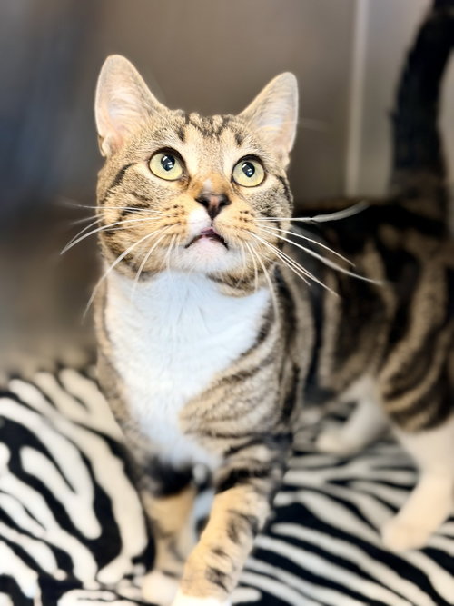 Buzz, Young Domestic Short Hair (short coat), cat for adoption in Jackson, New Jersey