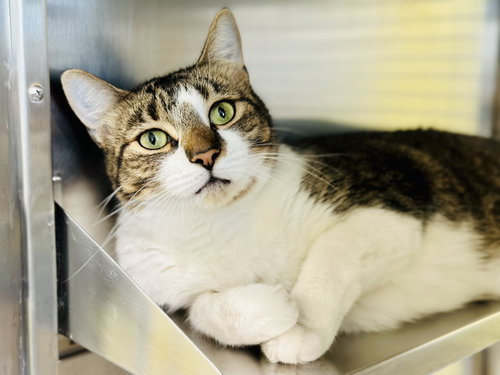Queen Bee, Adult Domestic Short Hair (short coat), cat for adoption in Jackson, New Jersey