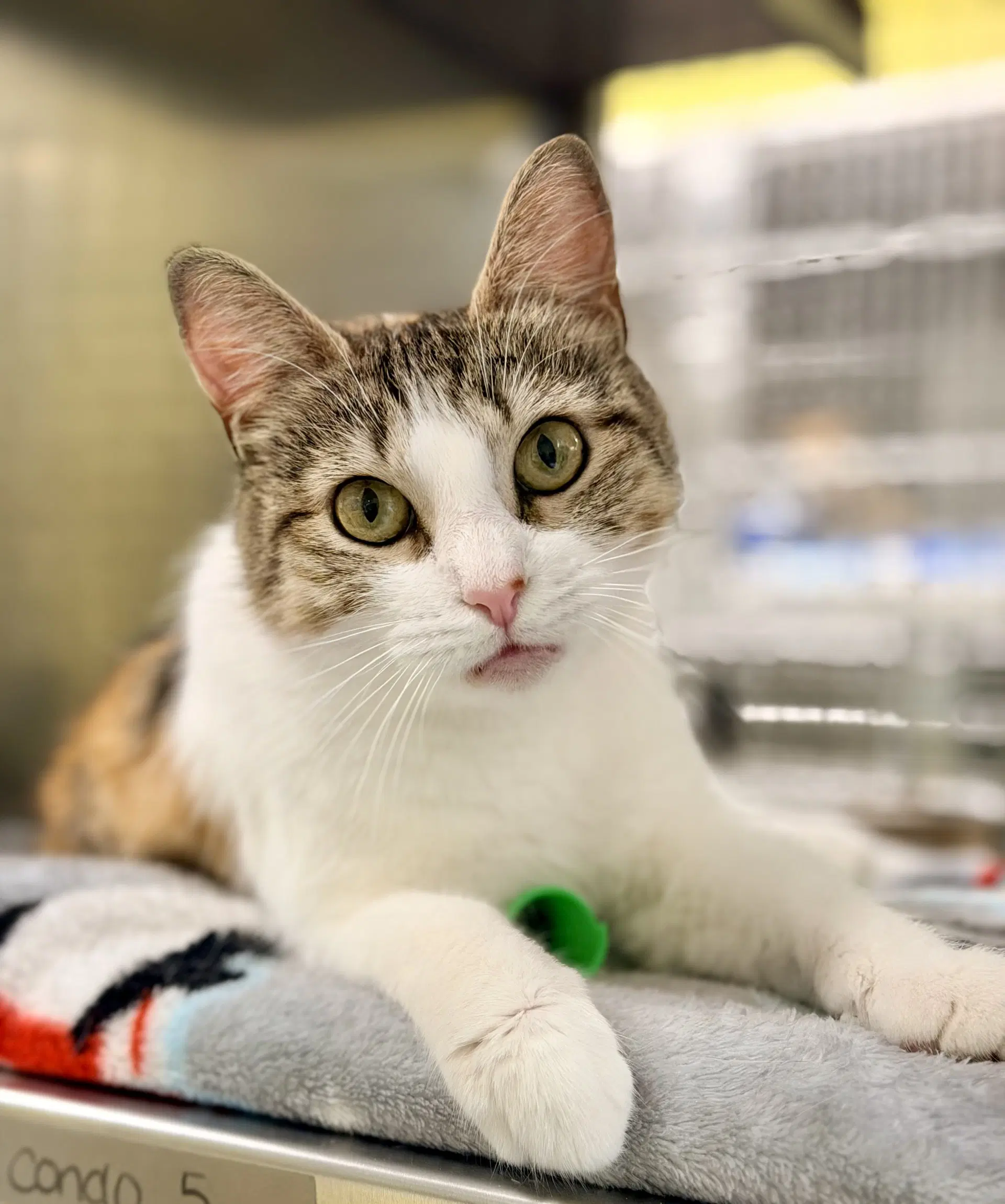 Mee Chew - Domestic Short Hair