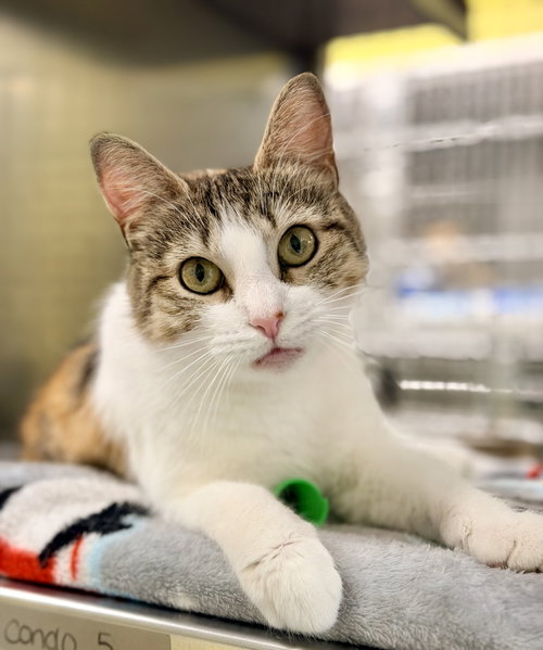 Mee Chew, Adult Domestic Short Hair (short coat), cat for adoption in Jackson, New Jersey