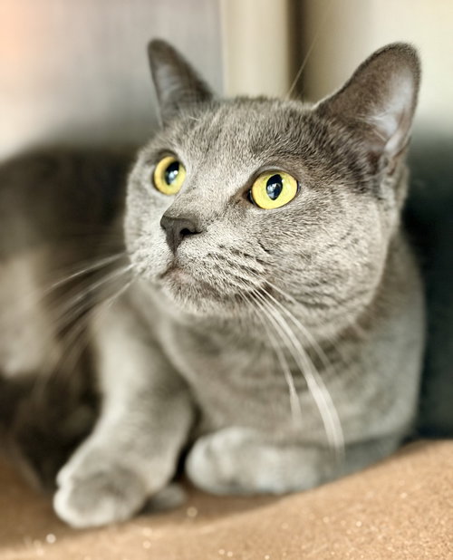Baby Cat, Adult Domestic Short Hair (short coat), cat for adoption in Jackson, New Jersey