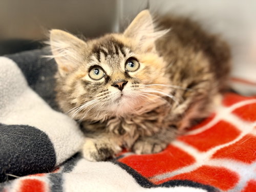 Stevie, Baby Domestic Long Hair (long coat), cat for adoption in Jackson, New Jersey