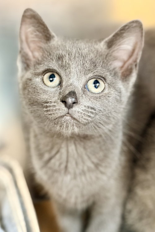 Marigold, Baby Domestic Short Hair (short coat), cat for adoption in Jackson, New Jersey