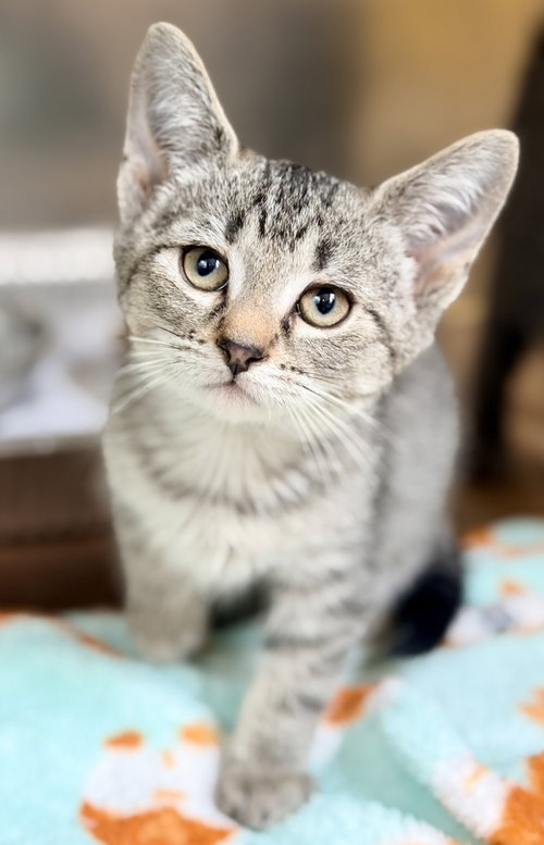 Bluebell, Baby Domestic Short Hair (short coat), cat for adoption in Jackson, New Jersey