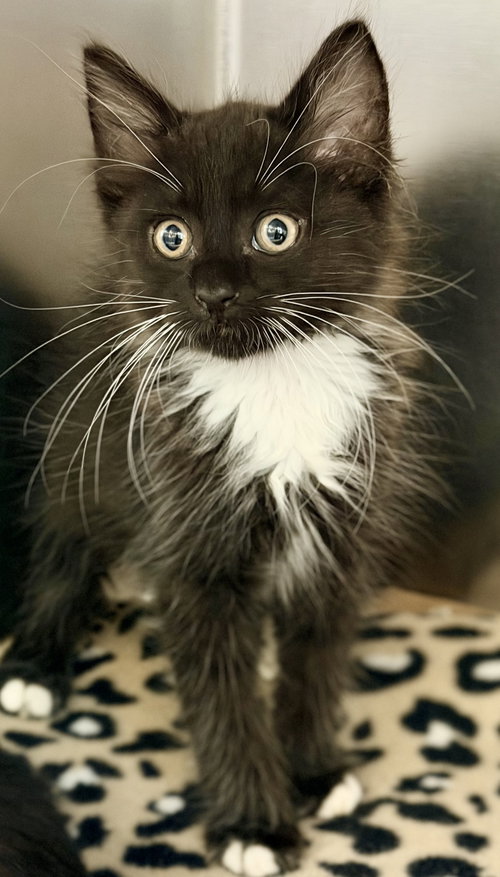 Ozzy, Baby Domestic Long Hair (long coat), cat for adoption in Jackson, New Jersey