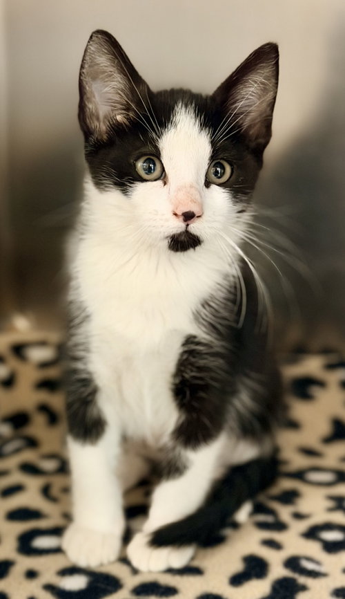 Sabbath, Baby Domestic Short Hair (short coat), cat for adoption in Jackson, New Jersey