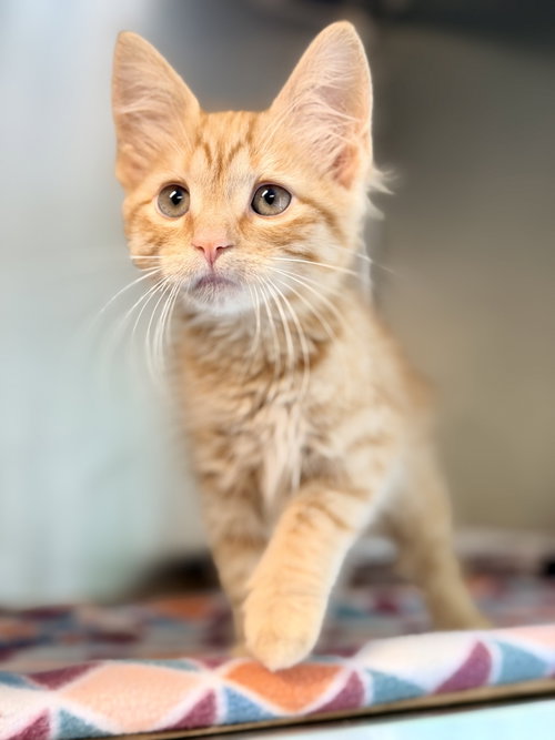 Billie, Baby Domestic Medium Hair (medium coat), cat for adoption in Jackson, New Jersey
