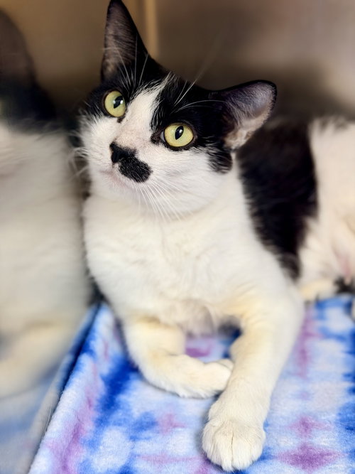 Cookie, an adoptable Domestic Short Hair in Jackson , NJ