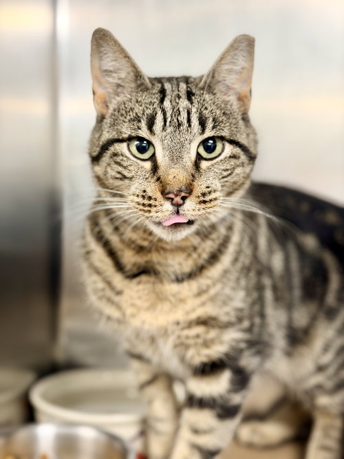 Tayla, an adoptable Domestic Short Hair in Jackson , NJ