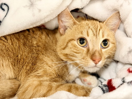 Hunter, an adoptable Domestic Short Hair in Jackson , NJ