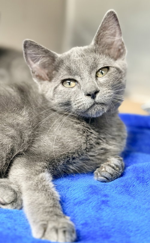 Slate, an adoptable Domestic Short Hair in Jackson , NJ