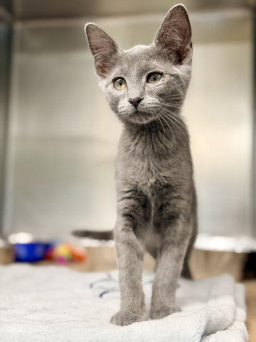 Pewter