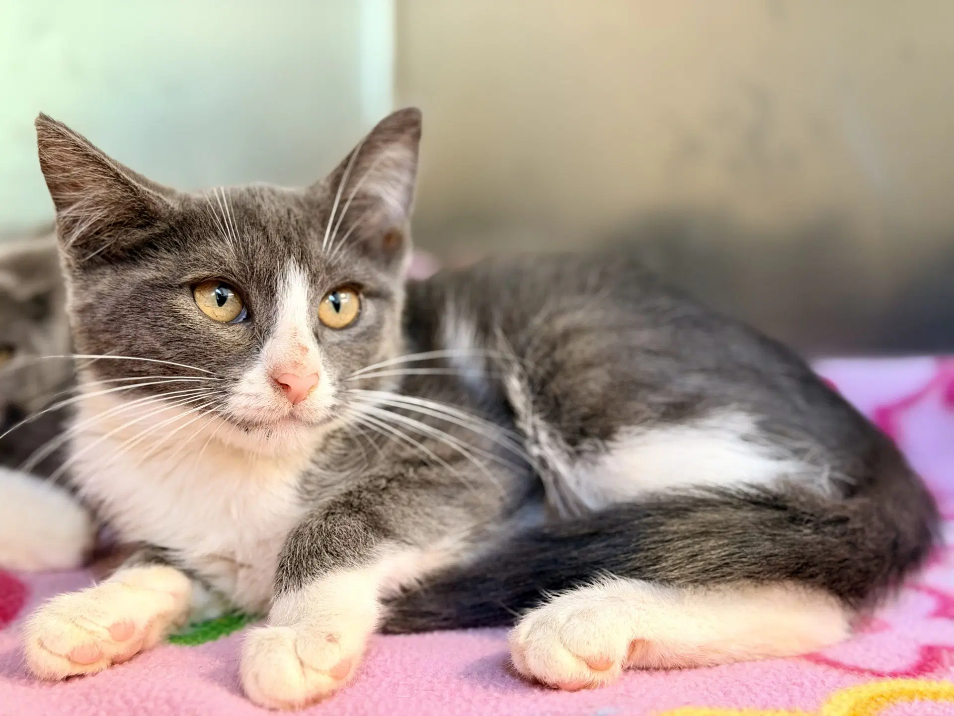 Riko - Domestic Short Hair