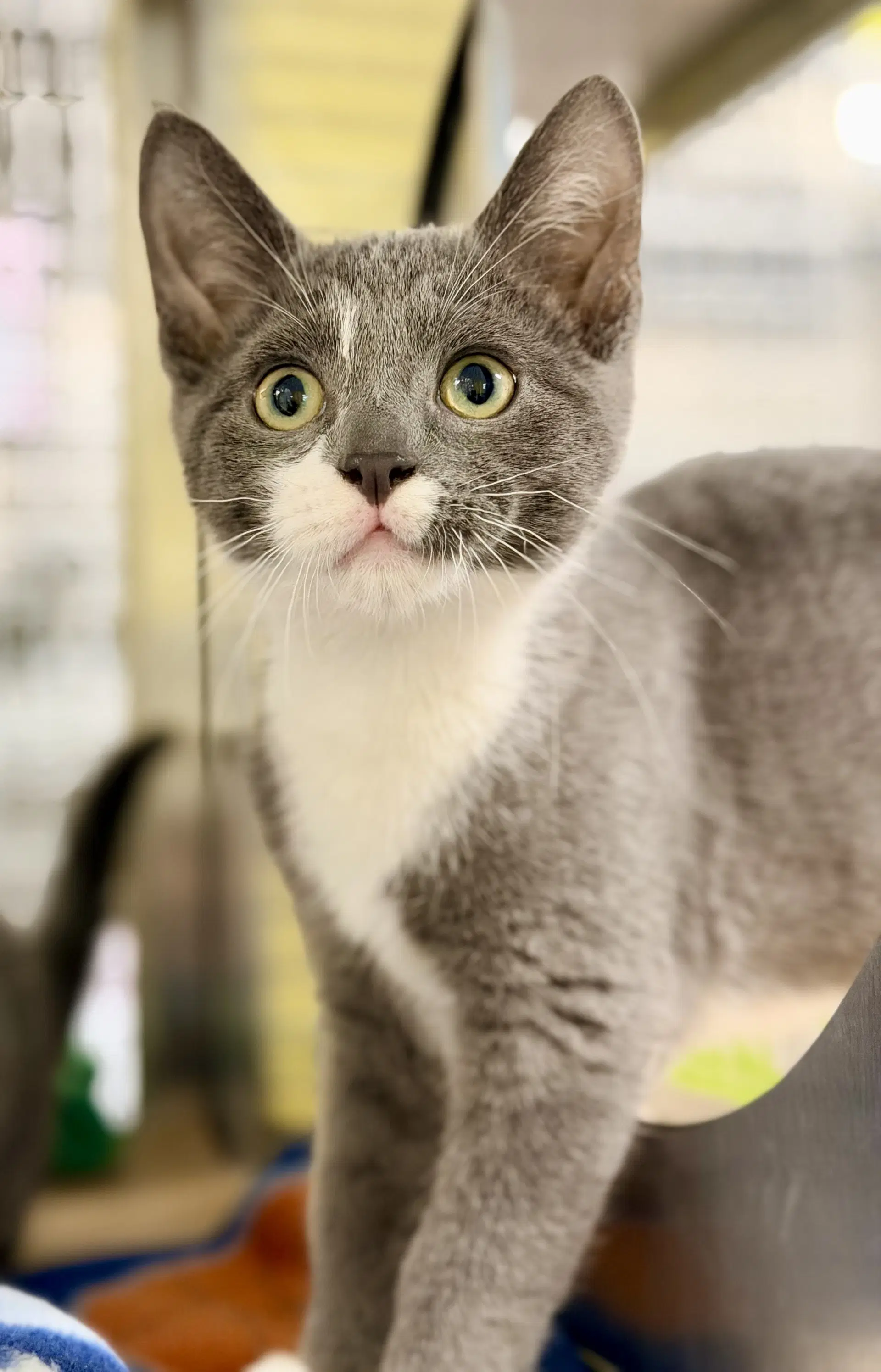 Delta - Domestic Short Hair