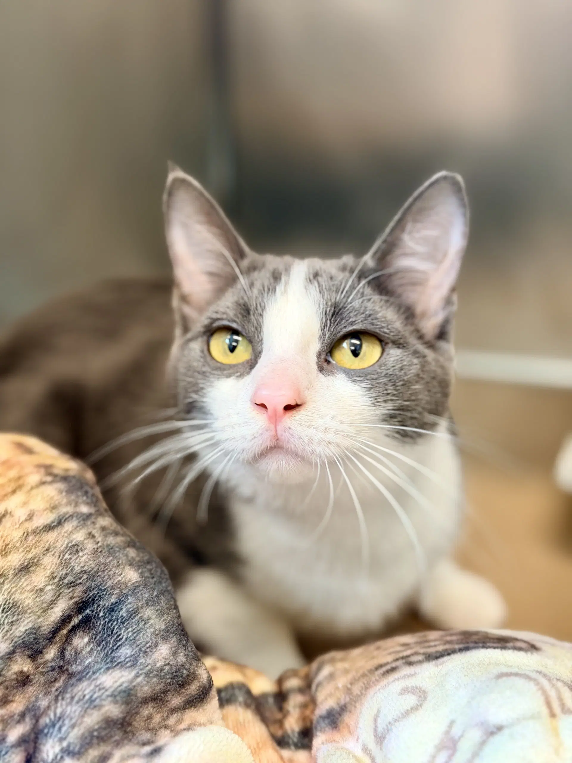 Liberty - Domestic Short Hair