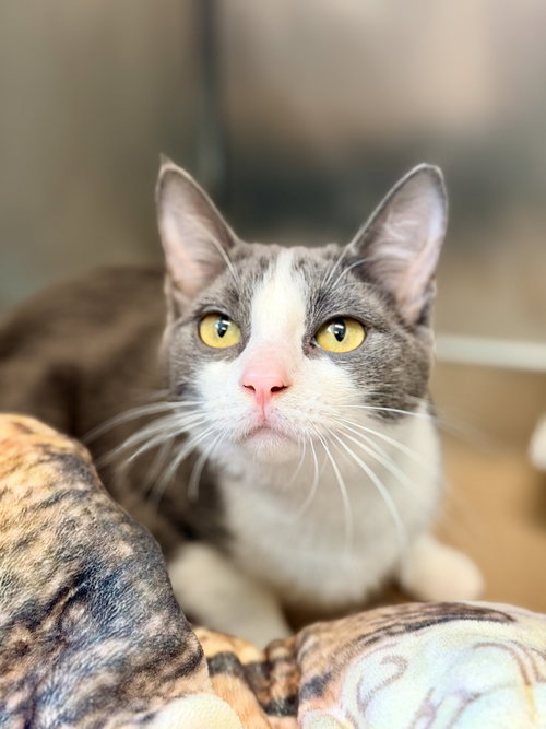 Liberty, a cat for adoption from Northern Ocean County Animal Facility