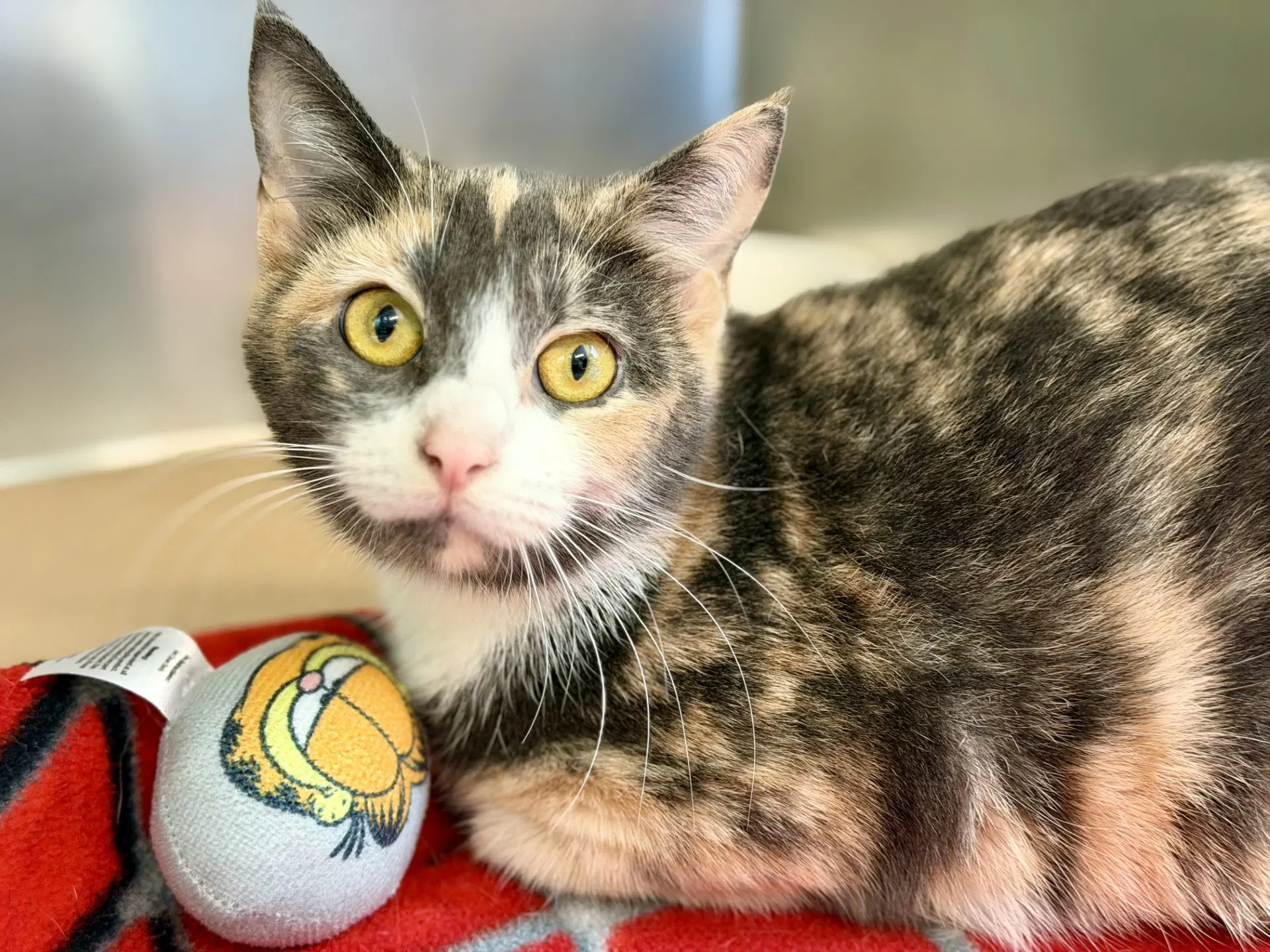 Aster - Domestic Short Hair
