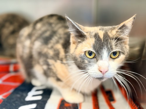 Photo 2 of Aster