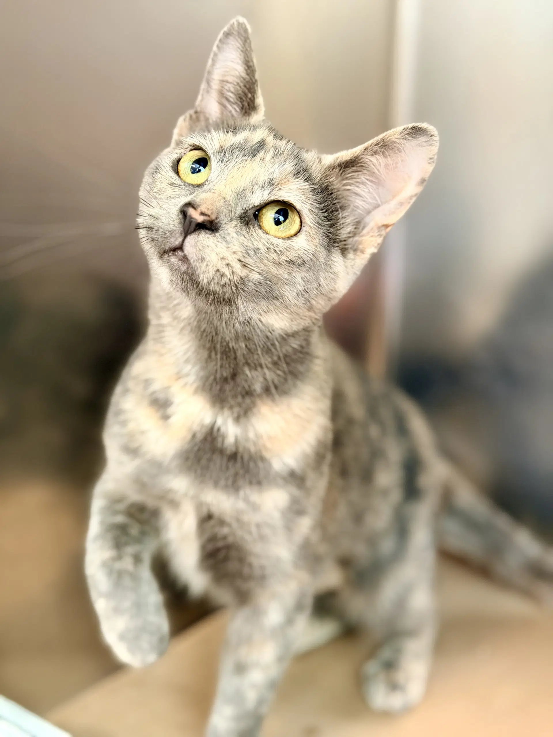 Maize - Domestic Short Hair