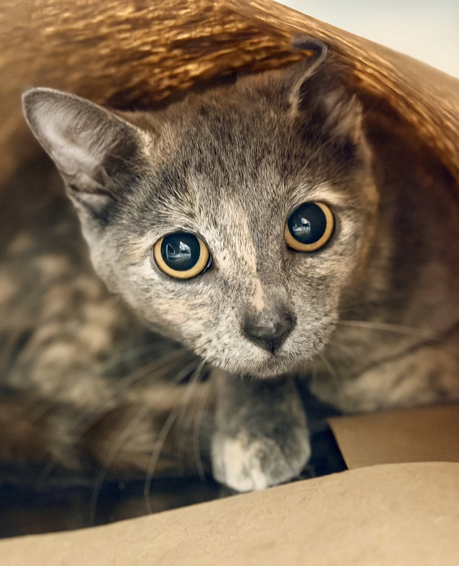 Brittle, cat