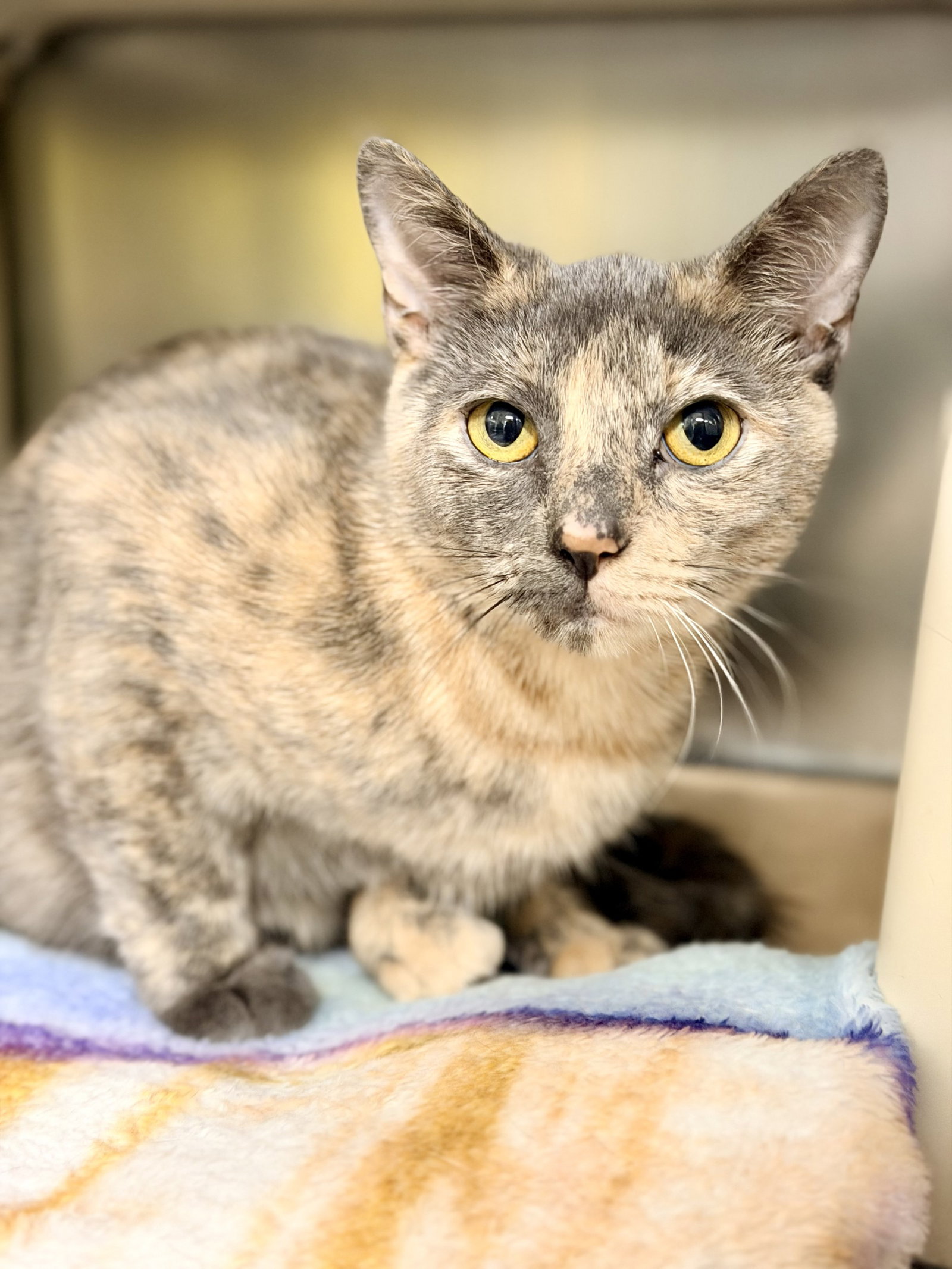Tiki, cat