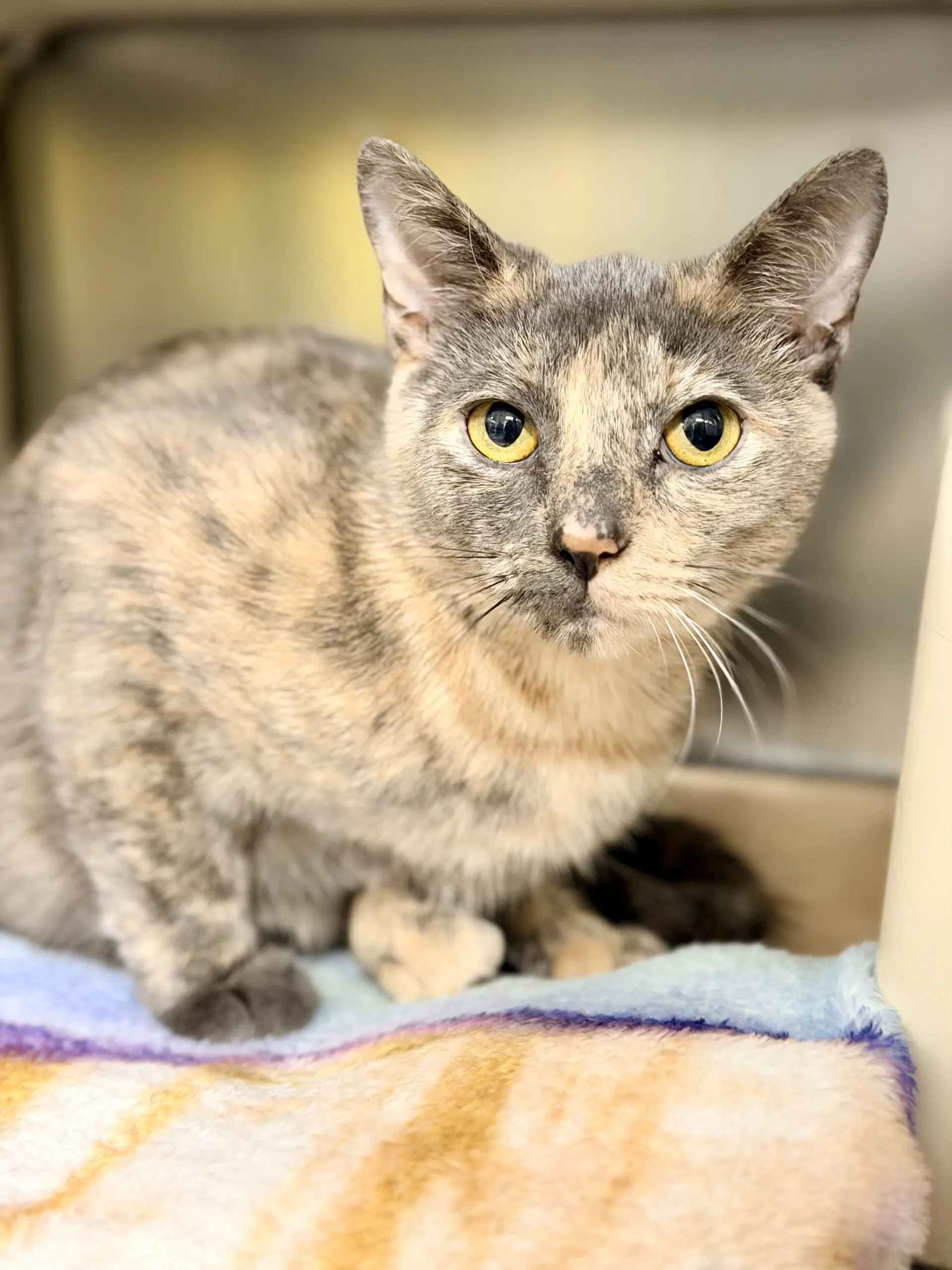 Tiki - Domestic Short Hair