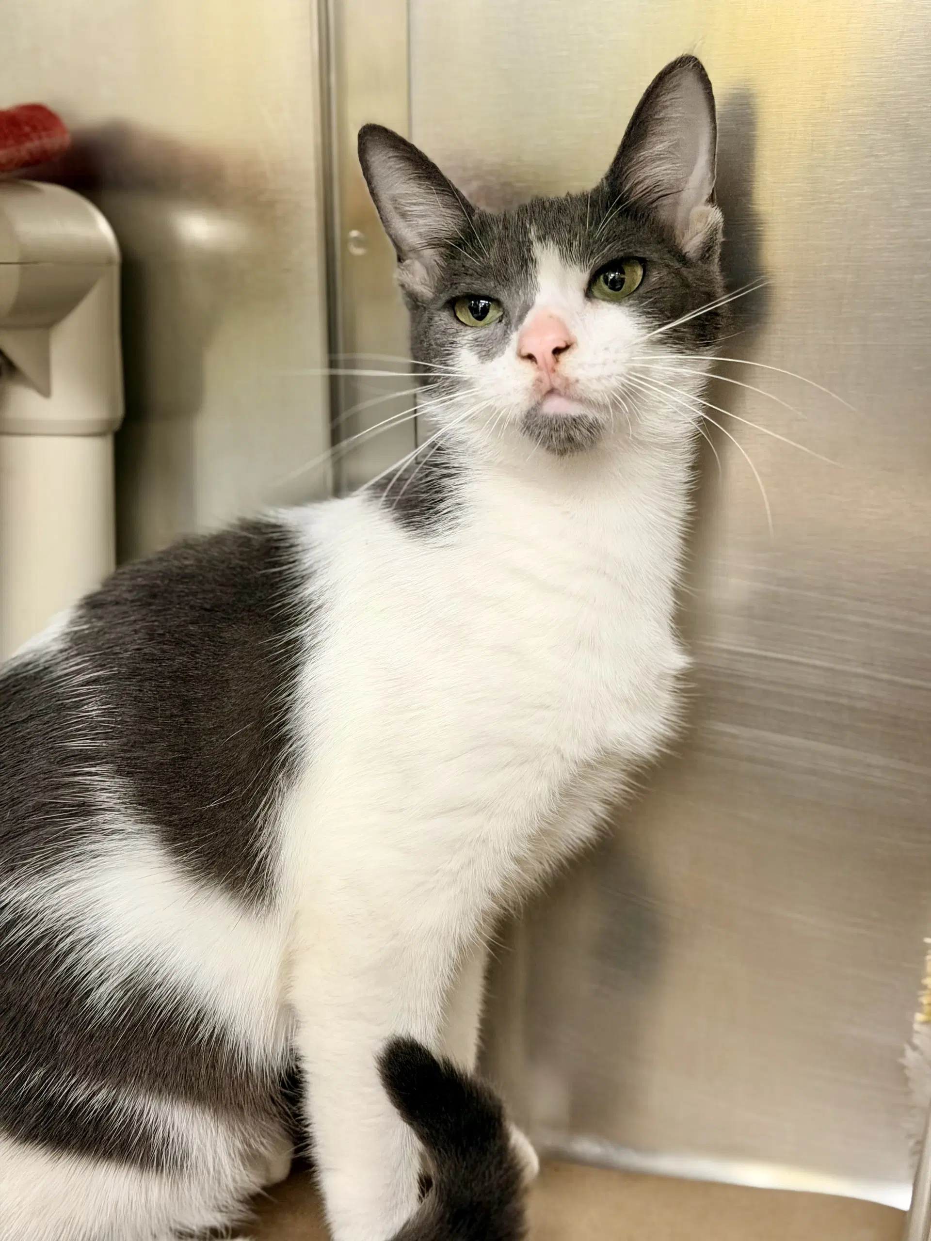 Villa - Domestic Short Hair